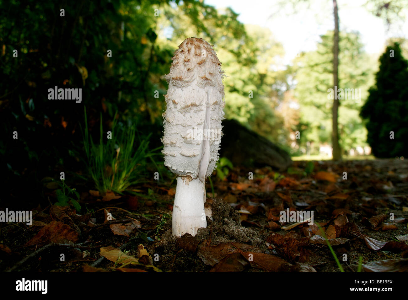 Coprinus comatus Stockfoto