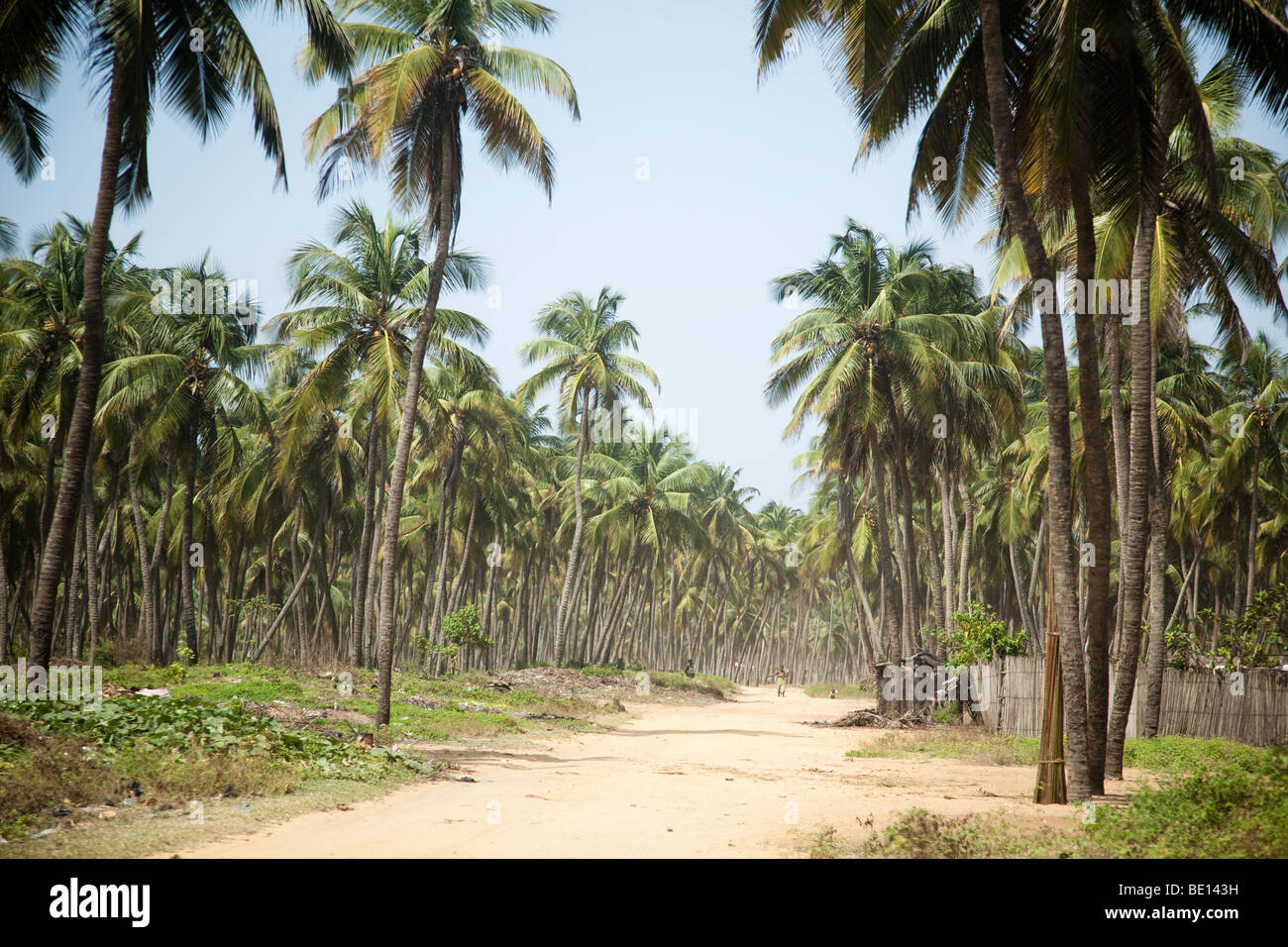 Palmen säumen die Strände von Benin. Diese unbefestigte Straße verbindet die Hauptstadt, Cotonou, mit der historischen Stadt von Ouidah. Stockfoto