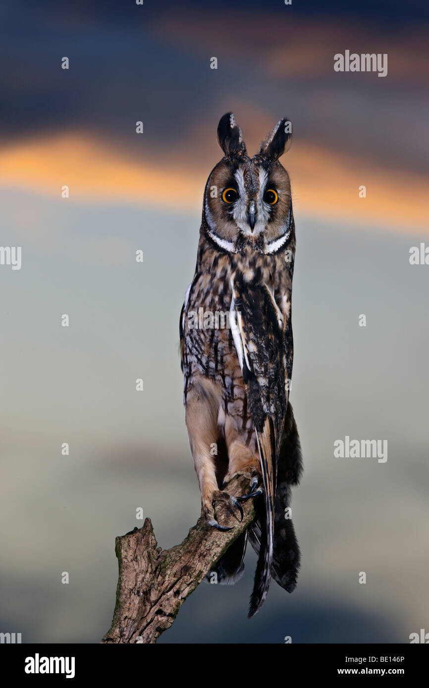 Waldohreule - Asio Otus (zuvor: Stix Otus) Stockfoto