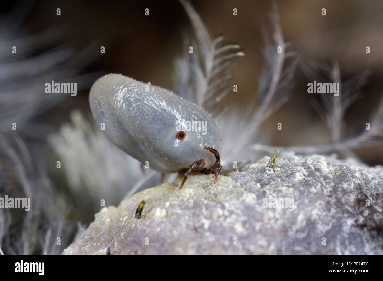 Vogel-Tick Ixiodes brunneus Stockfoto