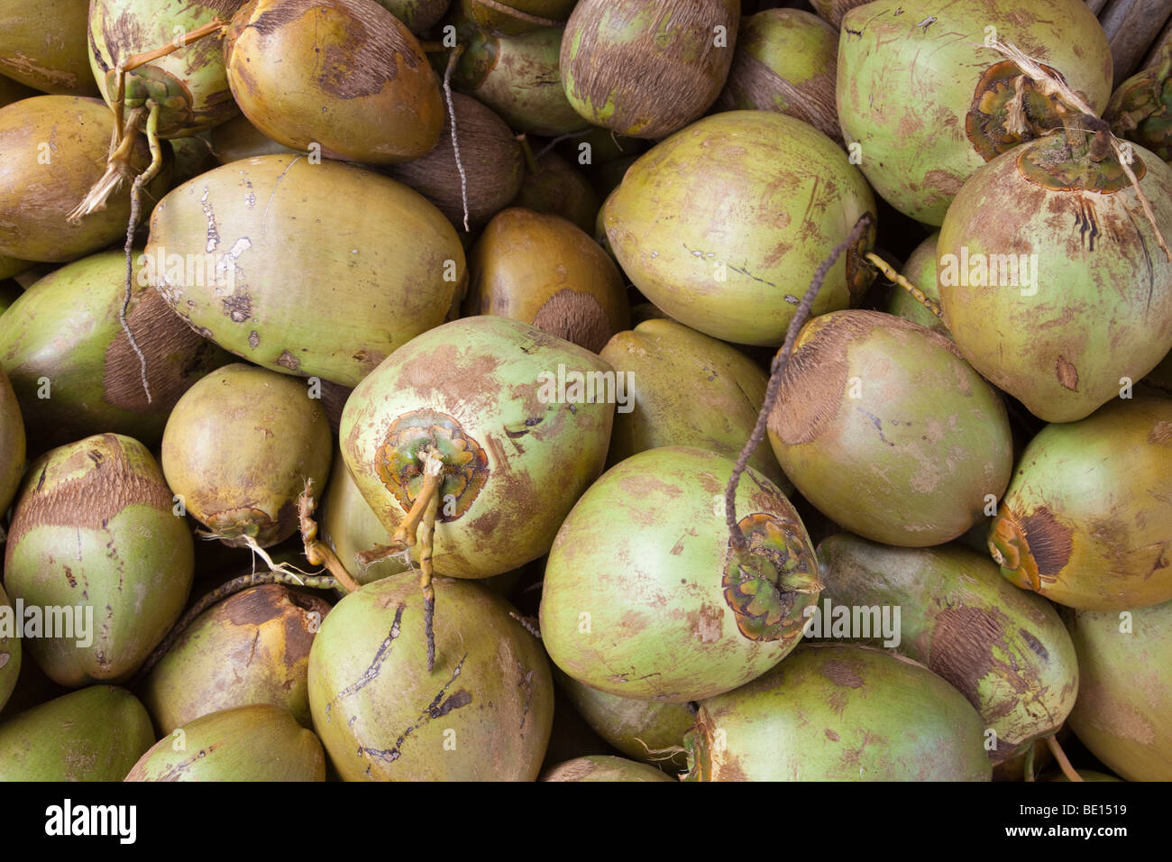 Ein Haufen Kokosnüsse liegt bereit für den nächsten Käufer in der historischen Stadt von Ouidah, Benin geschnitten werden. Stockfoto