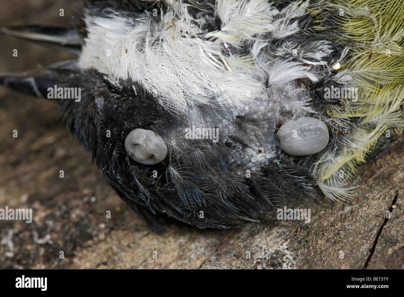 Vogel-Tick Ixiodes brunneus Stockfoto