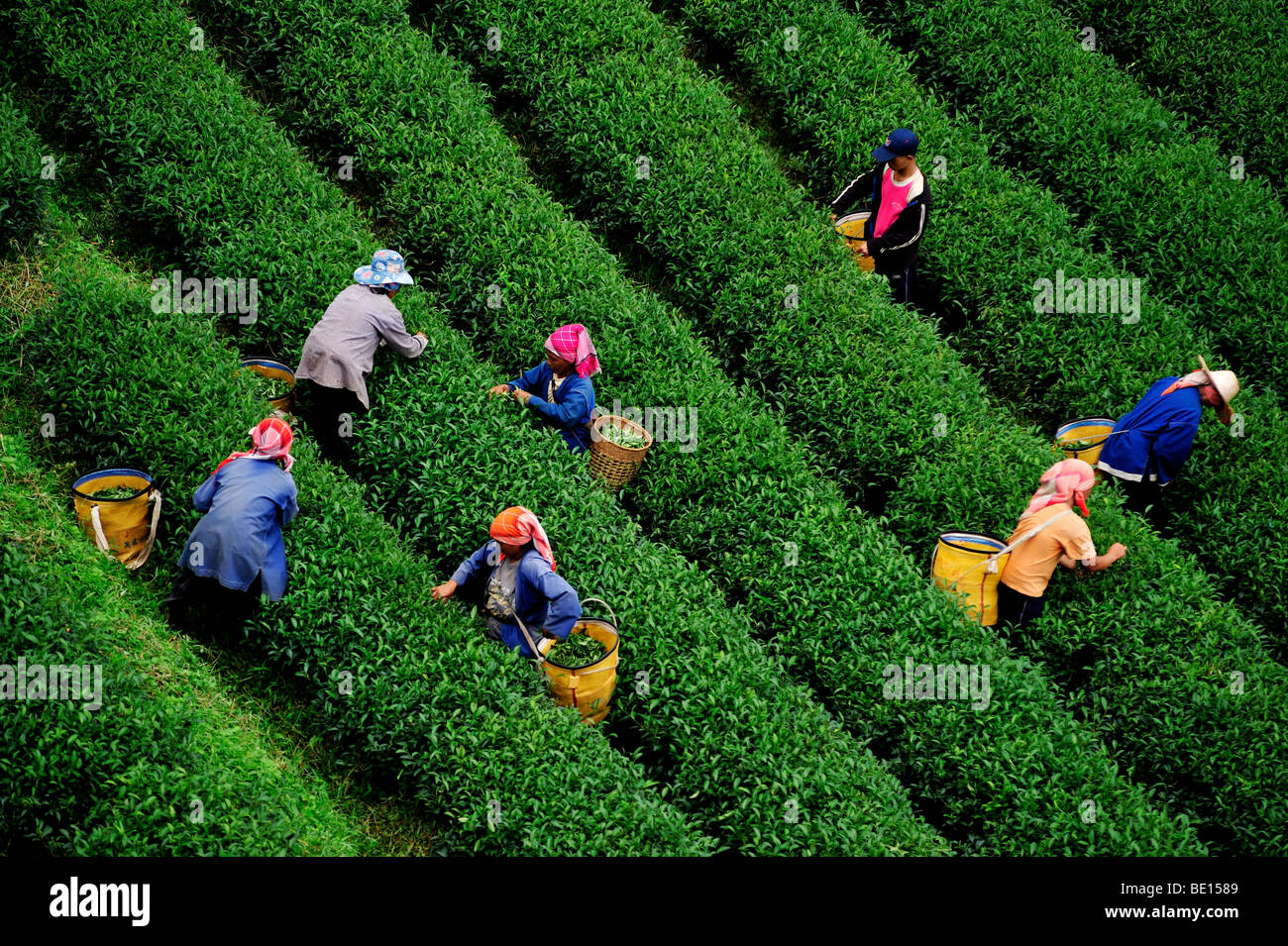 Bergvölker pflückt Tee am Morgen. Doi Mae Salong, Chiangrai Stockfoto