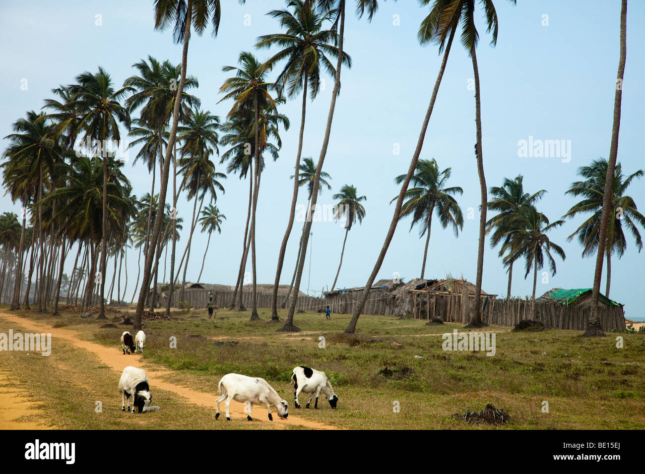 Fischerdörfer vermischt mit hohen Palmen Bäume Linie Strand zwischen Benins Hauptstadt des Cotonou-Abkommens und die Stadt von Ouidah. Stockfoto