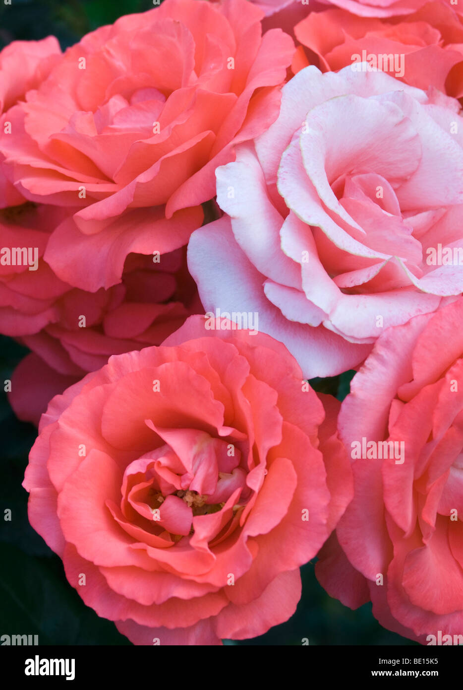 Rosa Floribunda "Marmelade Skies" Stockfoto