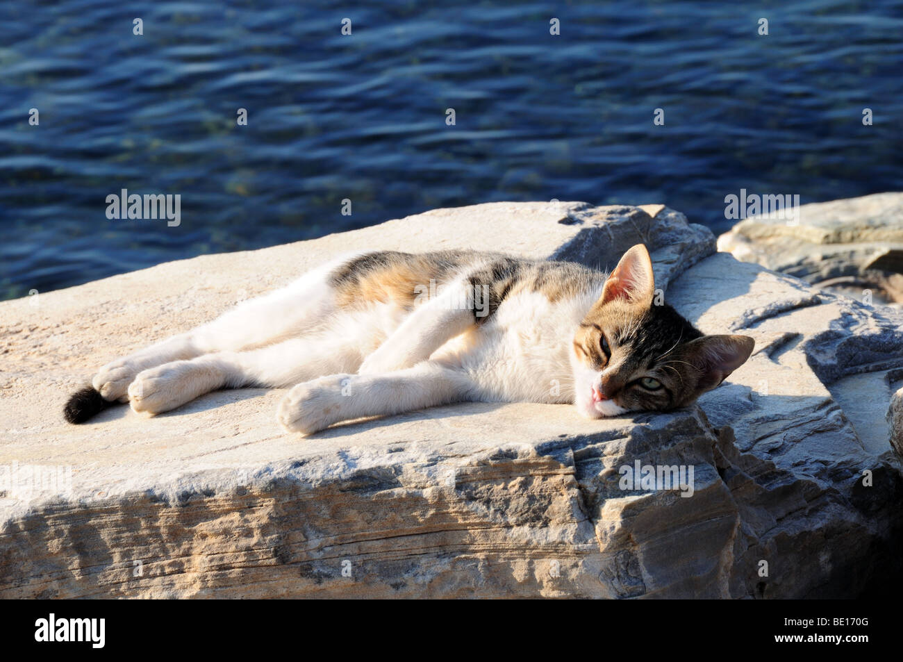 Griechisch-Katze in der Sonne Karistos Stadt Evia Griechenland Stockfoto