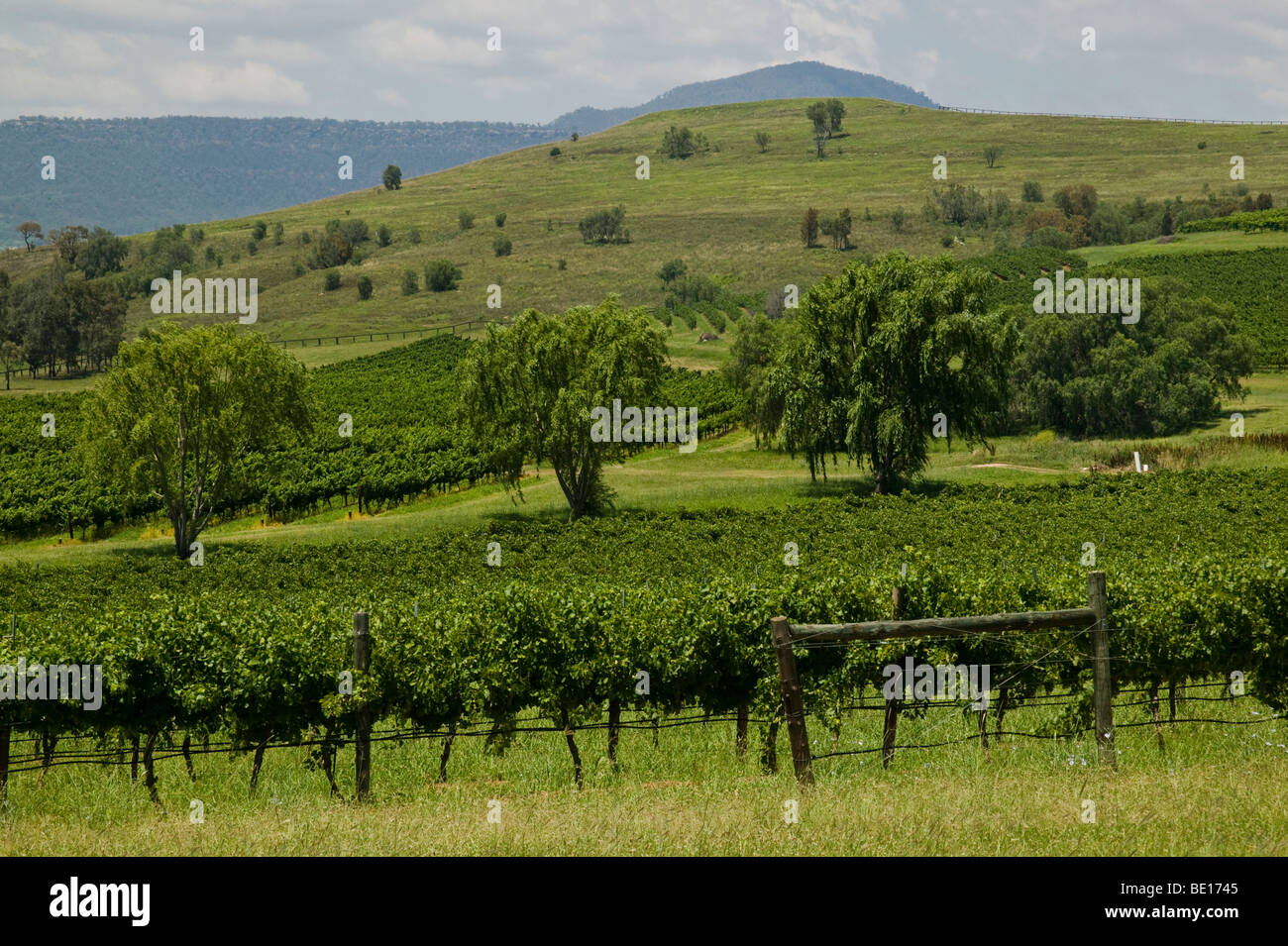 Australien, New South Wales, Hunter Valley, Arrowfield Wine Estate Stockfoto