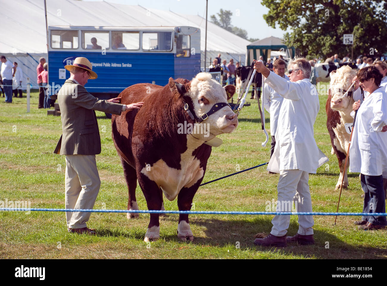 Rinder in Romsey Show zu urteilen Stockfoto