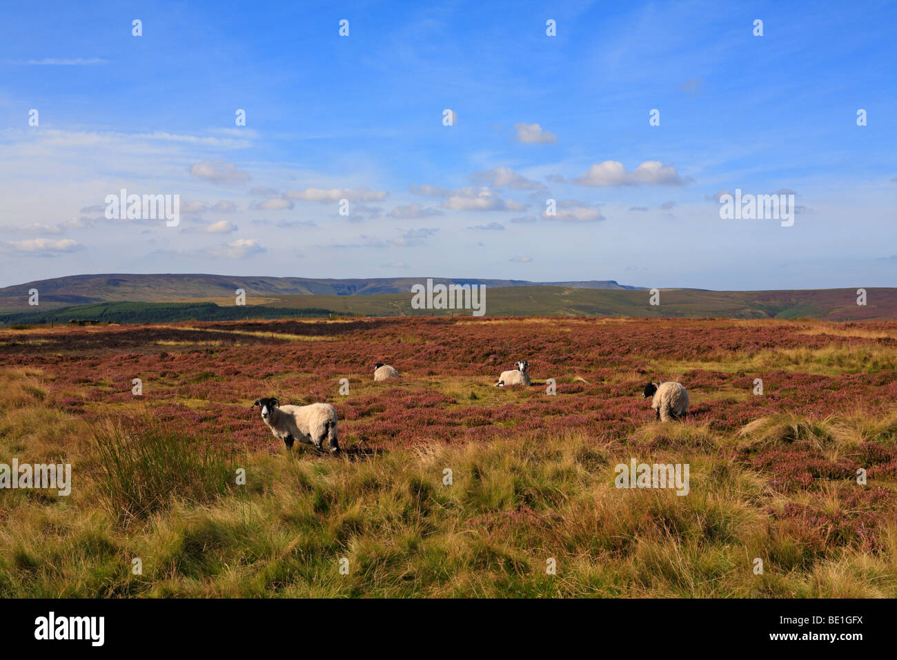 Schafe weiden in Heide in der oberen Derwent Valley und entfernten Kinder Scout, Derbyshire Peak District National Park, England, UK. Stockfoto