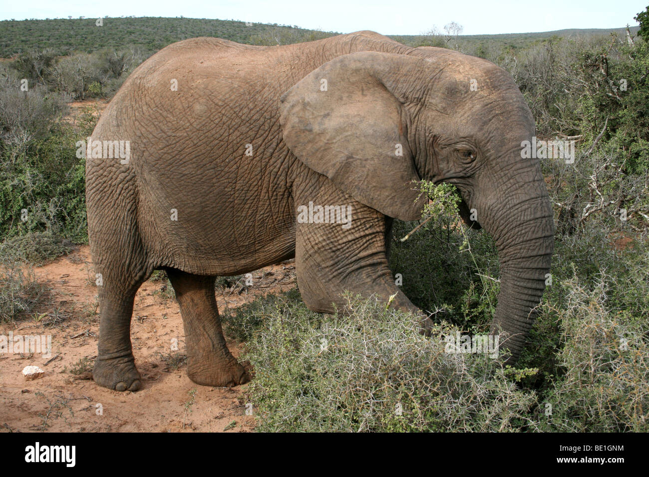 Afrikanischer Elefant Loxodonta Africana Fütterung in Addo National Park, Südafrika Stockfoto