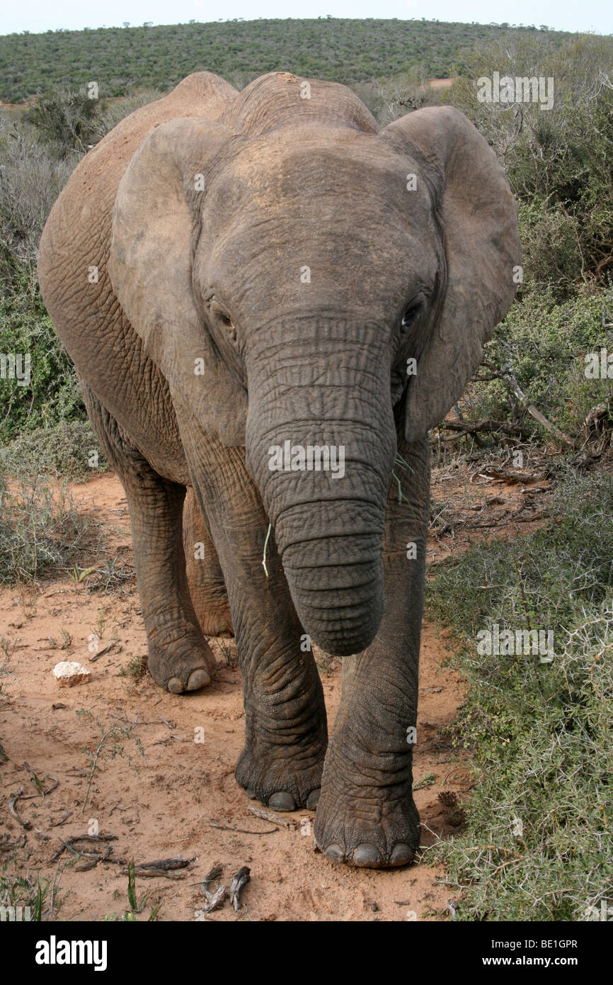 Afrikanischer Elefant Loxodonta Africana Facing Kamera in Addo National Park, Südafrika Stockfoto