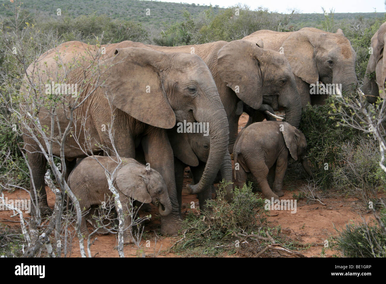 Familie Gruppe von afrikanischen Elefanten Loxodonta Africana in Addo National Park, Südafrika Stockfoto