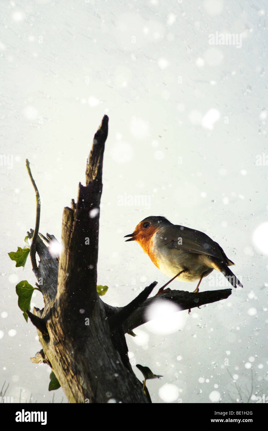 Gesang-Robin im winter Stockfoto