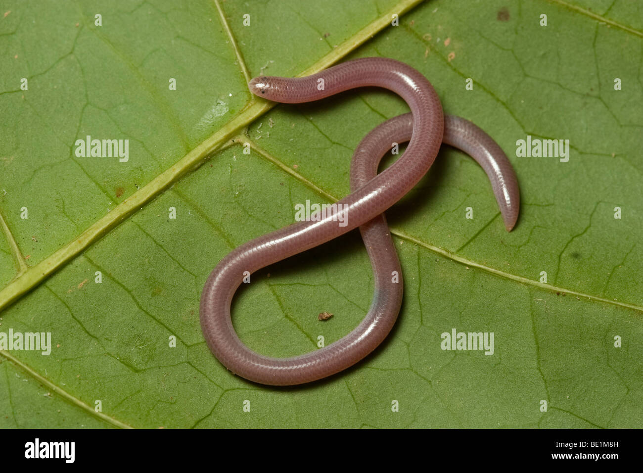 Wurm Schlange, Sri Lanka Stockfoto