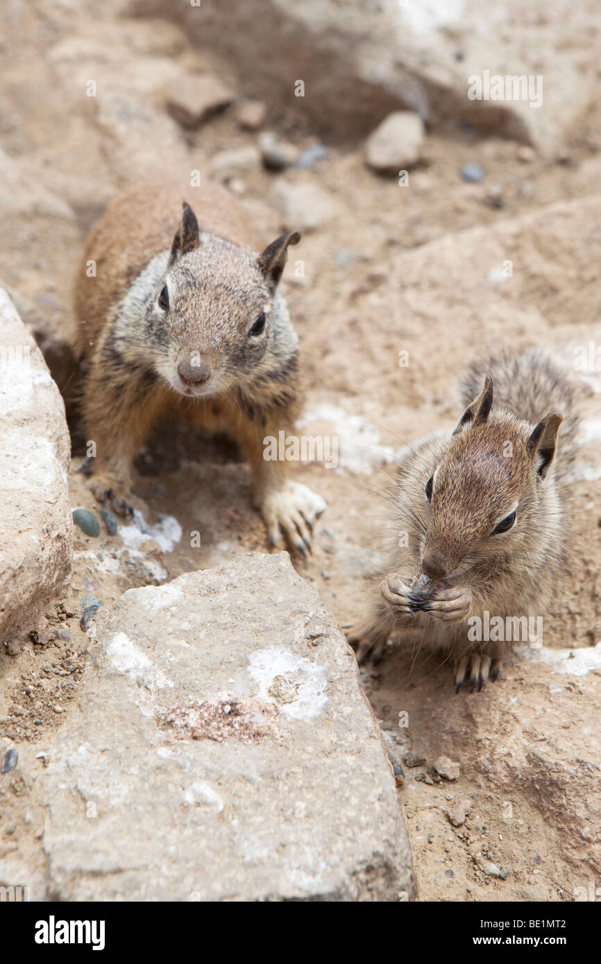 California Erdhörnchen in Kalifornien, USA Stockfoto