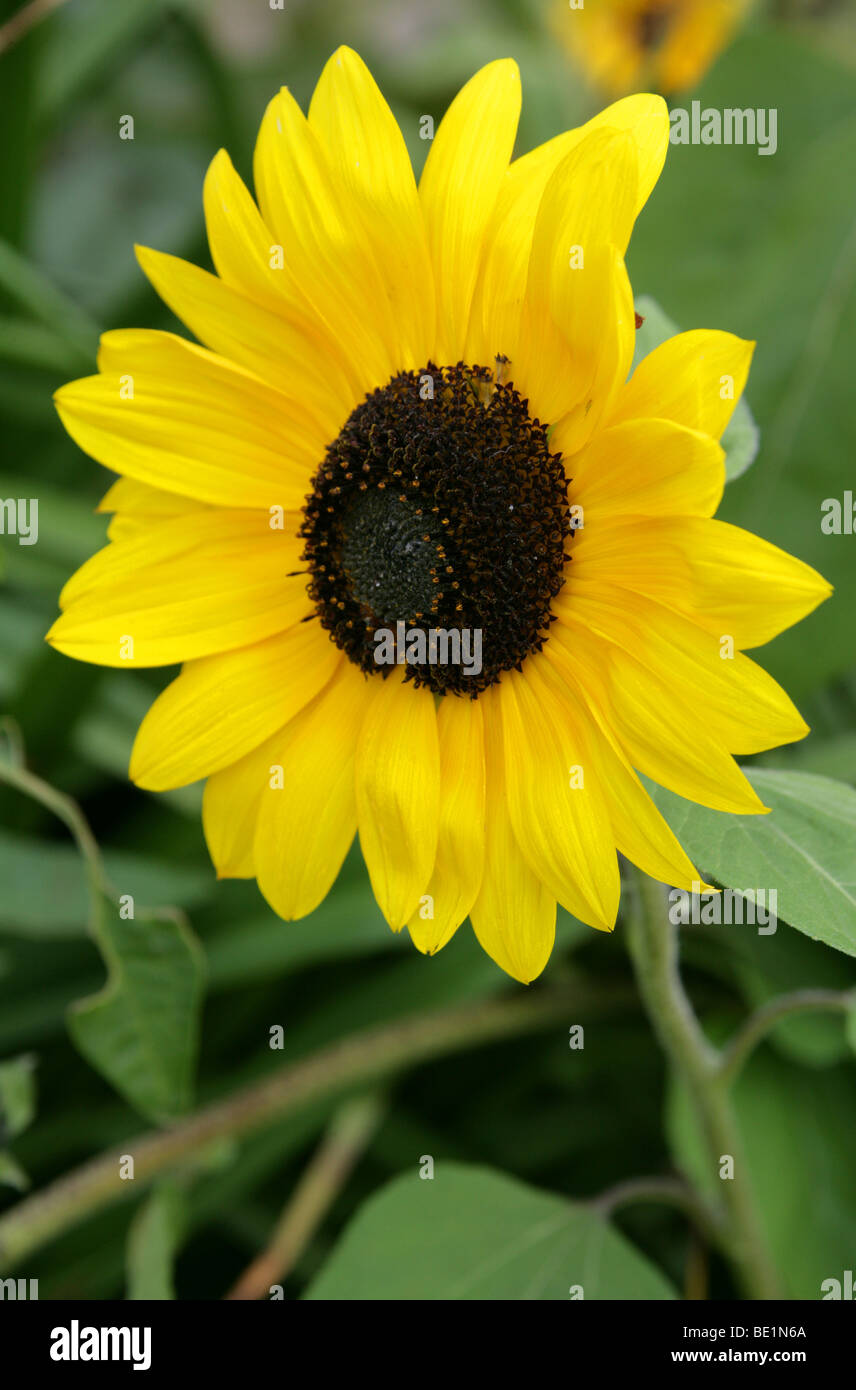 Sonnenblume, Helianthus Annuus, Asteraceae, Heliantheae, Helianthoideae Stockfoto