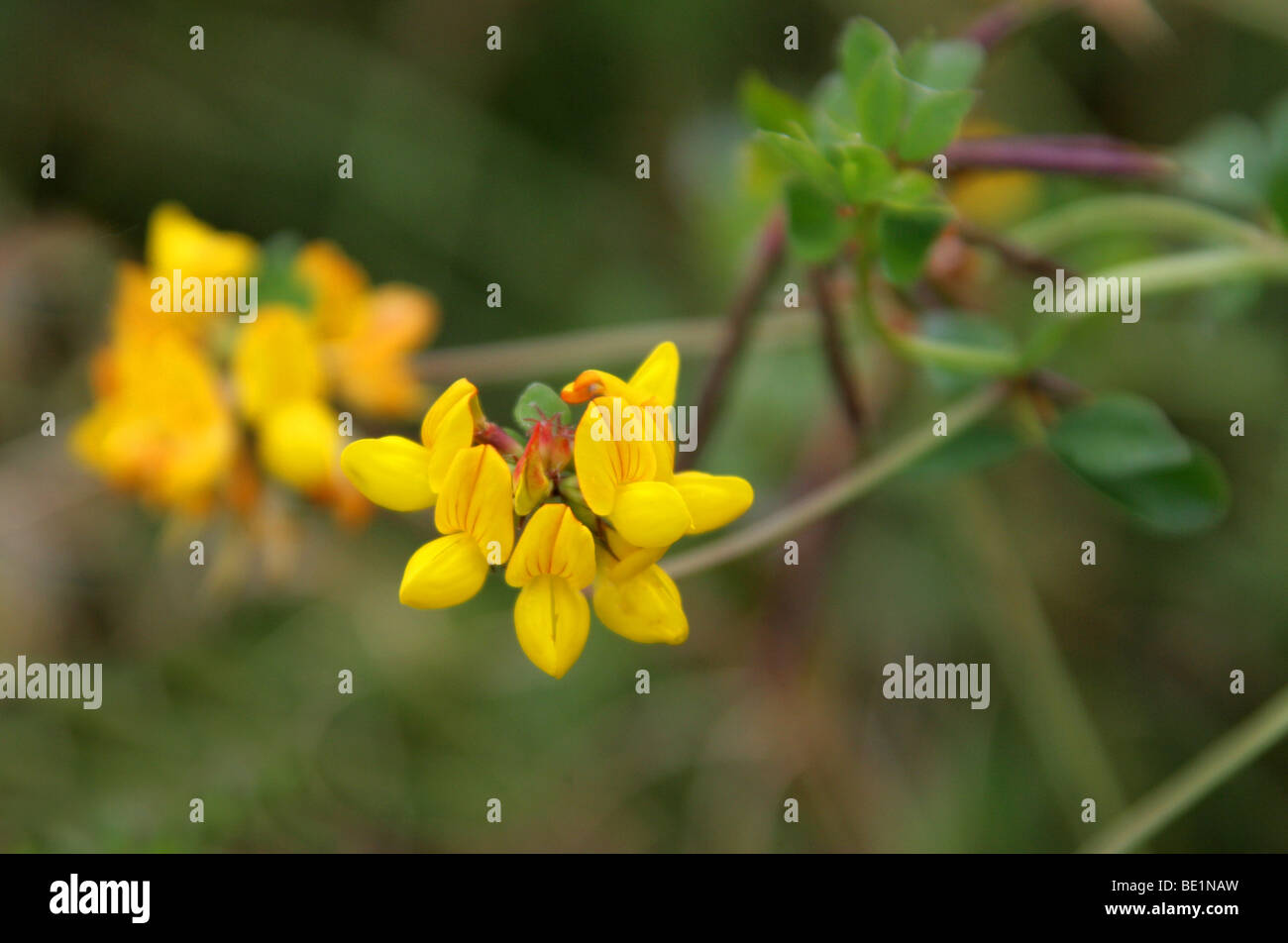 Mehr Vogel's – Foot Trefoil oder Marsh Vogel's – Foot Trefoil, Lotus Pedunculatus (ehemals Lotus Uliginosus), Fabaceae Stockfoto