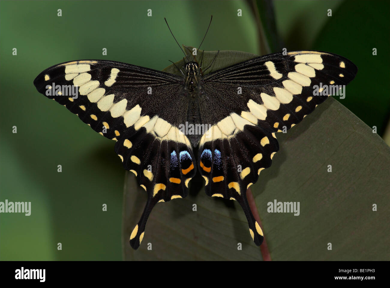 Papilio Ophidocephalus Schmetterling Schwalbenschwanz bunte Auge Flecken schwarz gelb auf Blatt Stockfoto