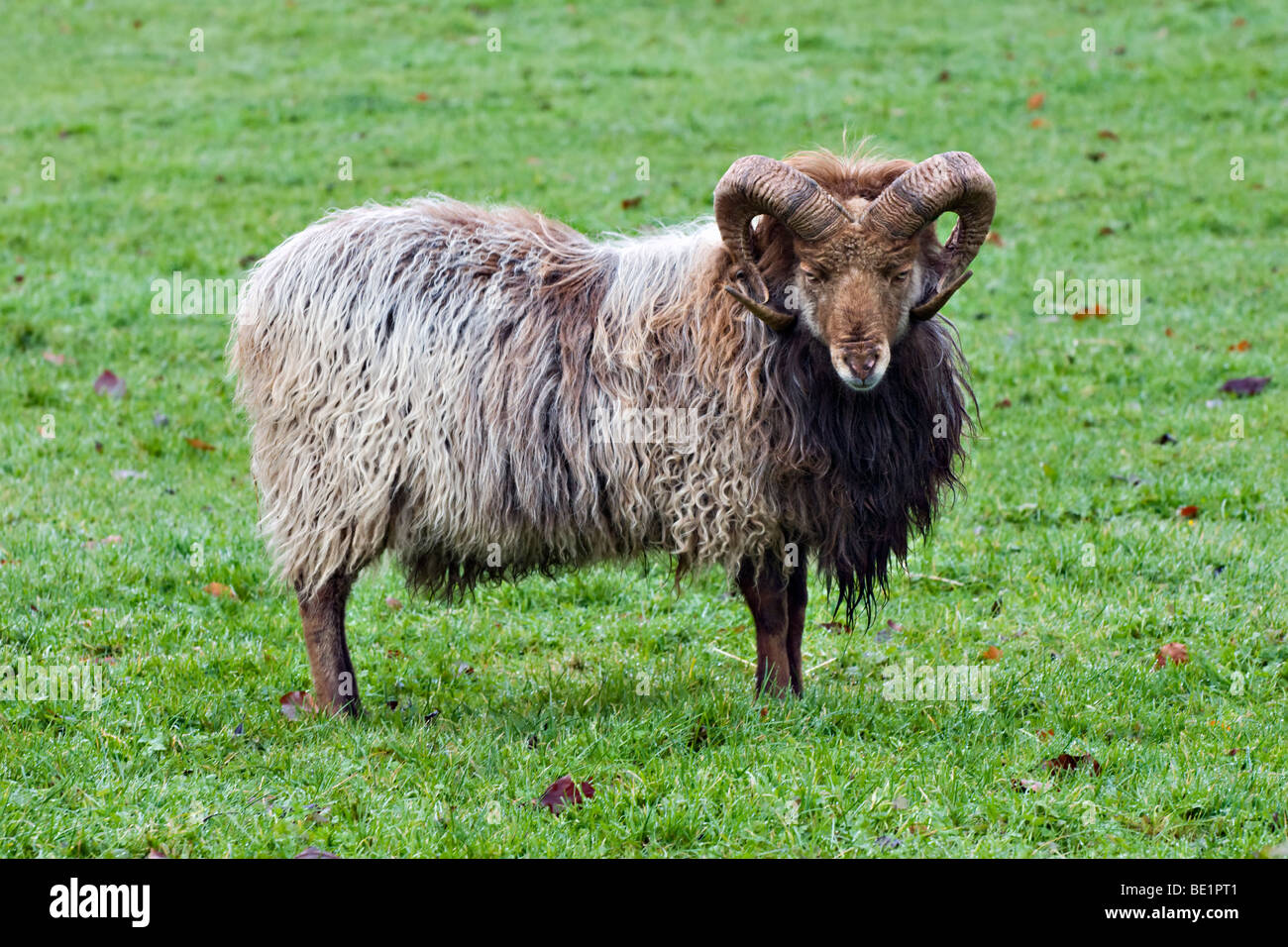 North Ronaldsay Ram zeigt herrliche große geschweifte Hörner und volle Mantel im grünen Bereich Stockfoto