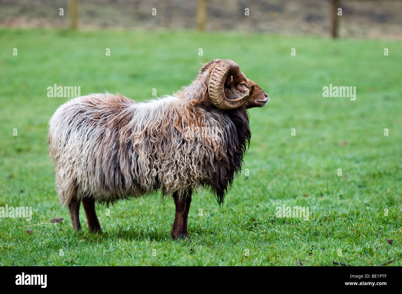 North Ronaldsay Ram zeigt herrliche große geschweifte Hörner und volle Mantel im grünen Bereich Stockfoto