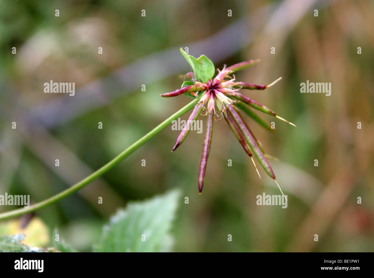 Samen der größeren Vogel's – Foot Trefoil auch Marsh Vogel's – Foot Trefoil, Lotus Pedunculatus (Lotus Uliginosus), Fabaceae Stockfoto