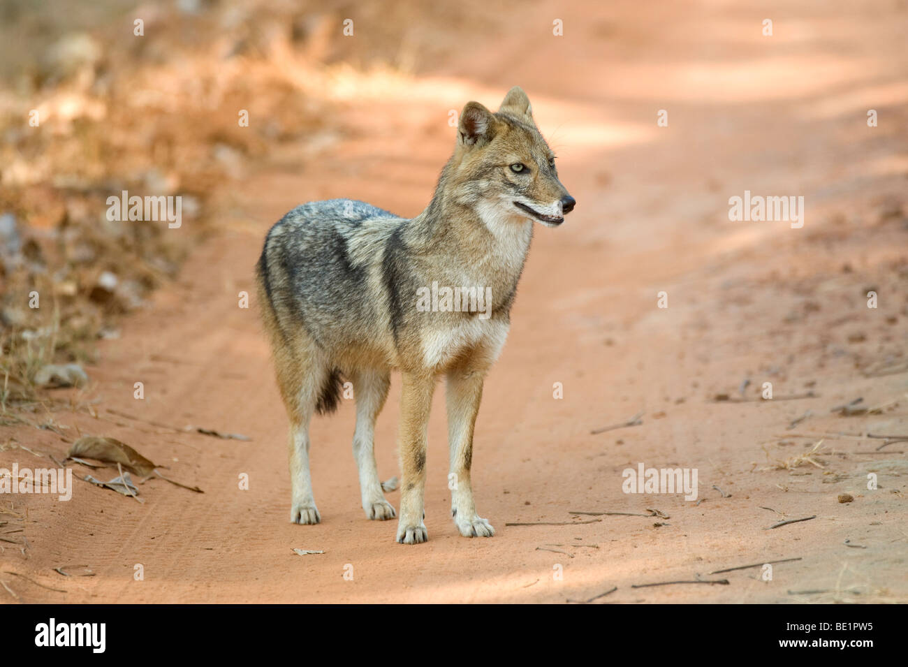 Goldene Schakal Canis Aureus Bandhavgarh National Park stehen auf der Straße am frühen Morgen Stockfoto