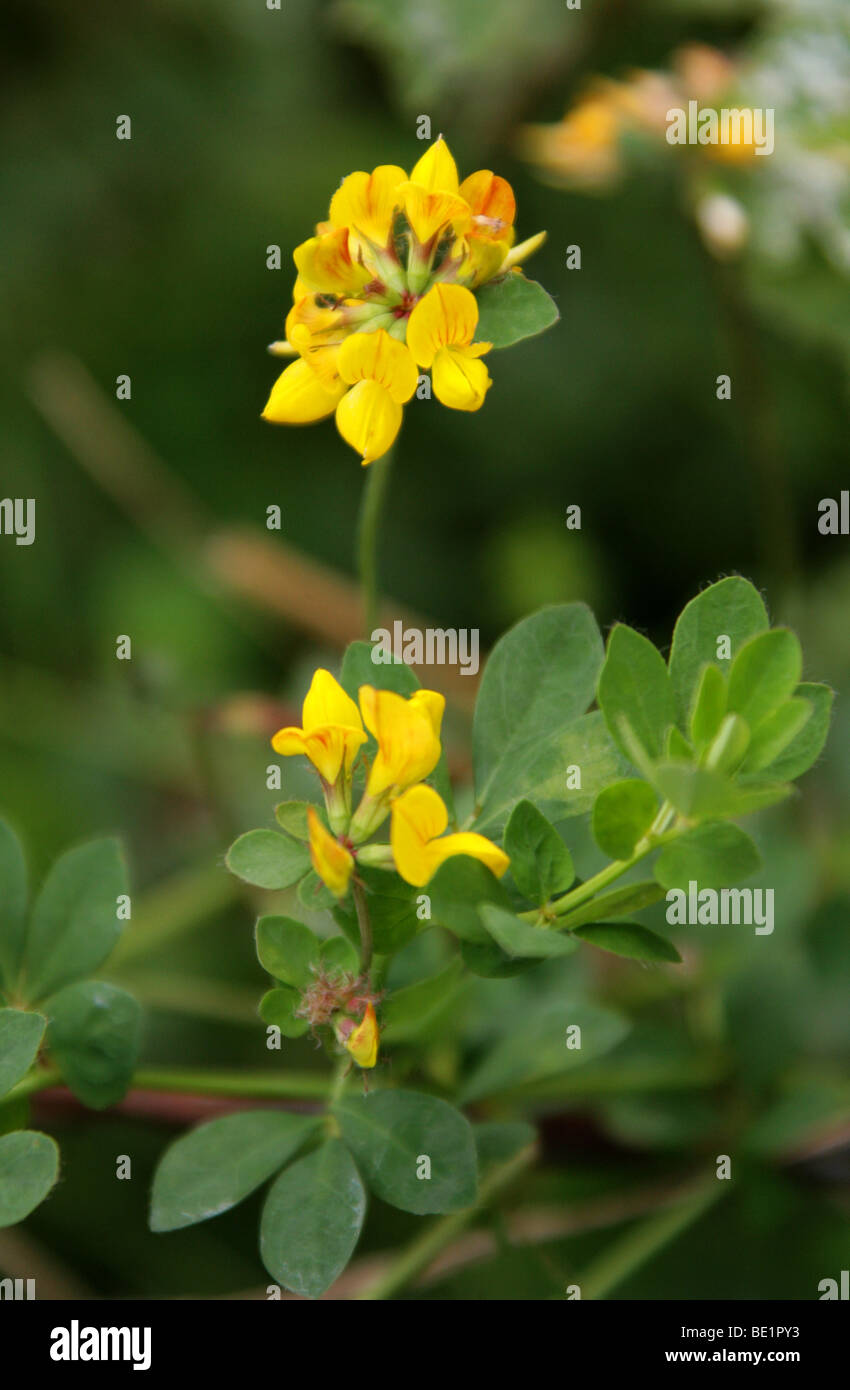 Mehr Vogel's – Foot Trefoil oder Marsh Vogel's – Foot Trefoil, Lotus Pedunculatus (ehemals Lotus Uliginosus), Fabaceae Stockfoto