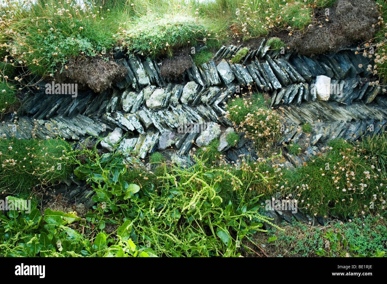 Eine typische Nord Cornish Hering-Knochen Muster Trockenmauer. Stockfoto