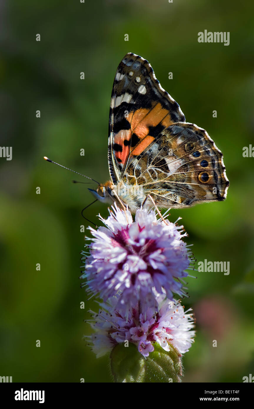 Distelfalter Schmetterling von wilder Minze Pflanze ernähren Stockfoto