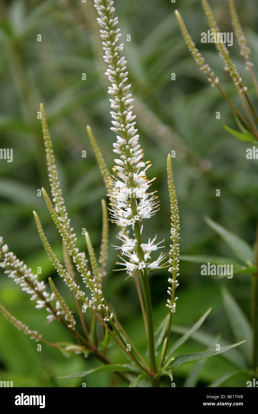 Veronicastrum alba -Fotos und -Bildmaterial in hoher Auflösung – Alamy
