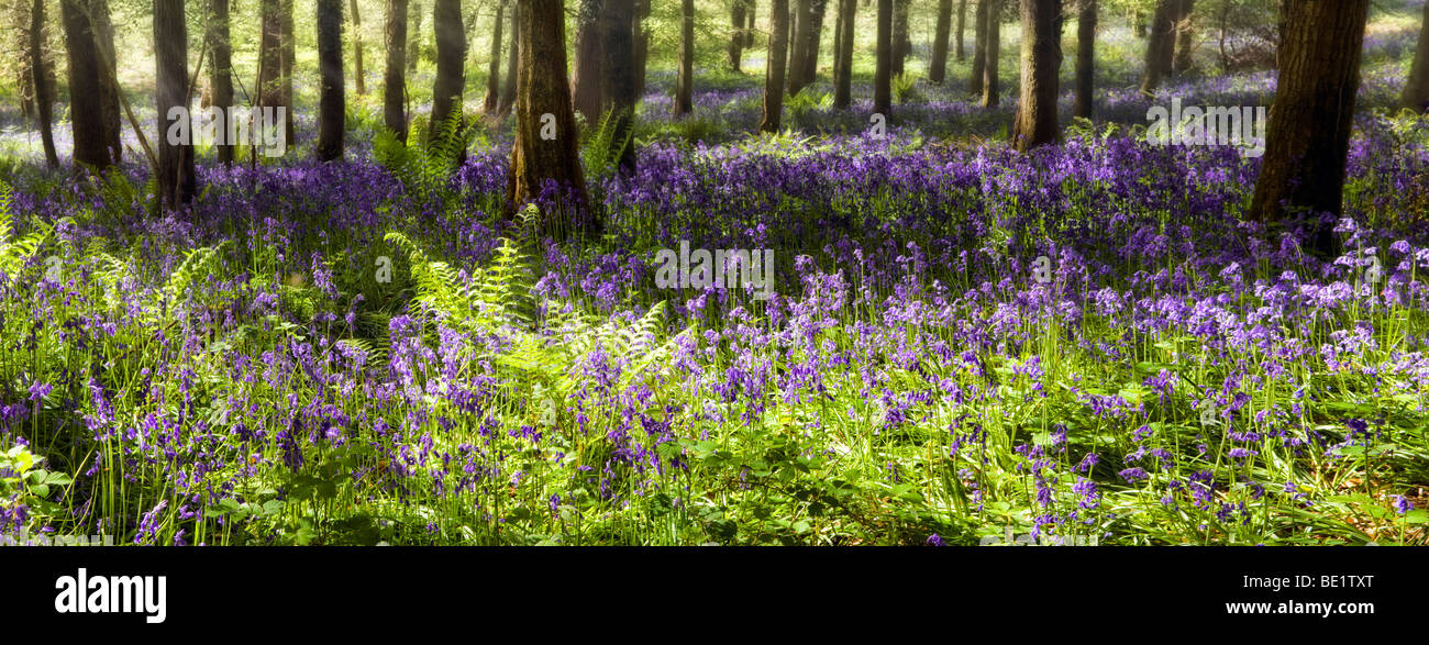 Verträumte Panoramaaufnahme der Glockenblumen in sonnigen nebligen Wäldern in der Nähe von Symonds Yat, Herefordshire im Frühjahr mit Sonnenstrahlen Stockfoto