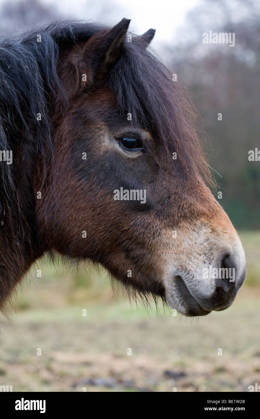 Kopfschuss von einem Exmoor pony Stockfoto