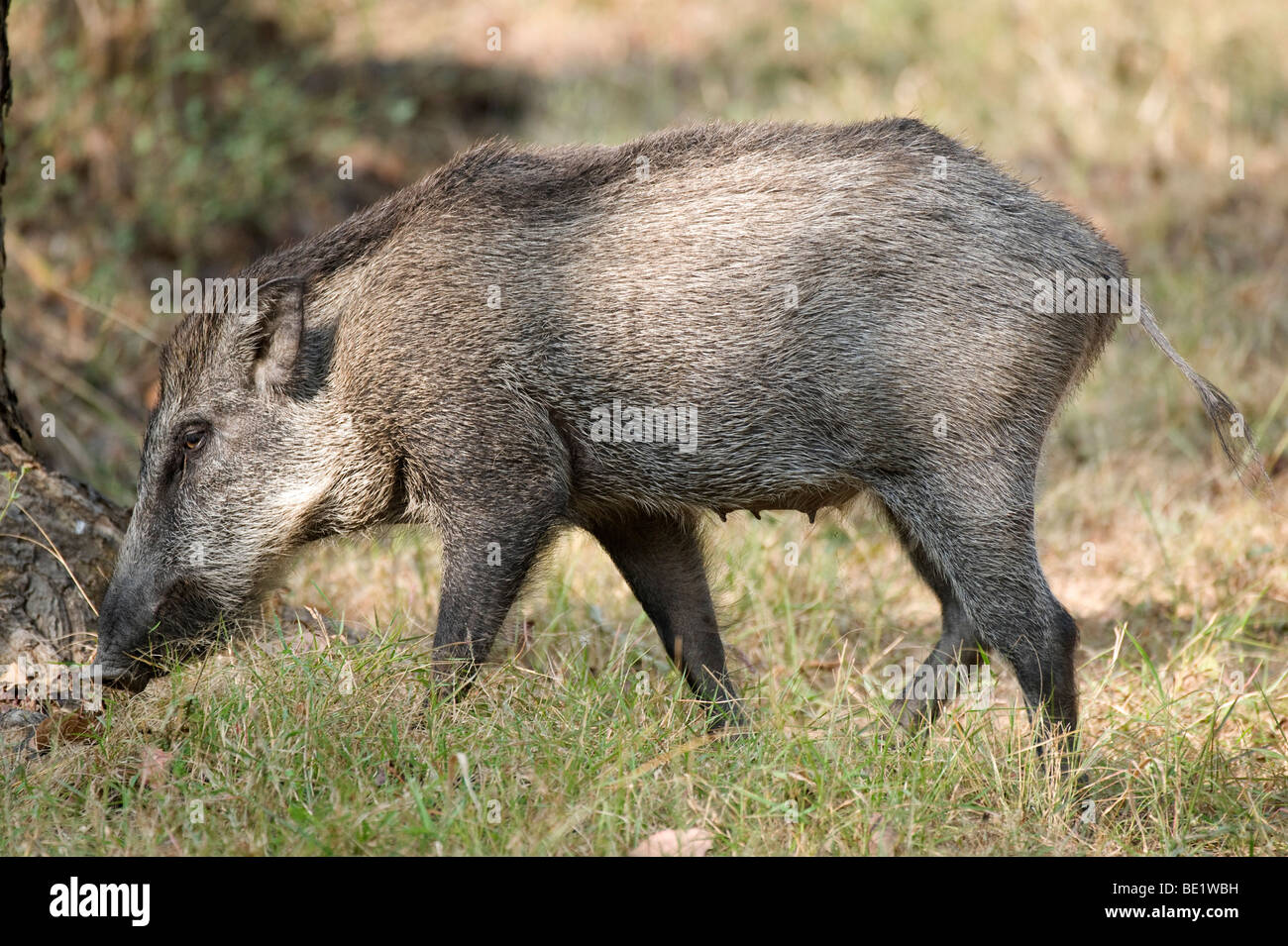 Wildschwein Sus Scrofa Bandhavgarh National Park Wald Schwein weiblich Stockfoto