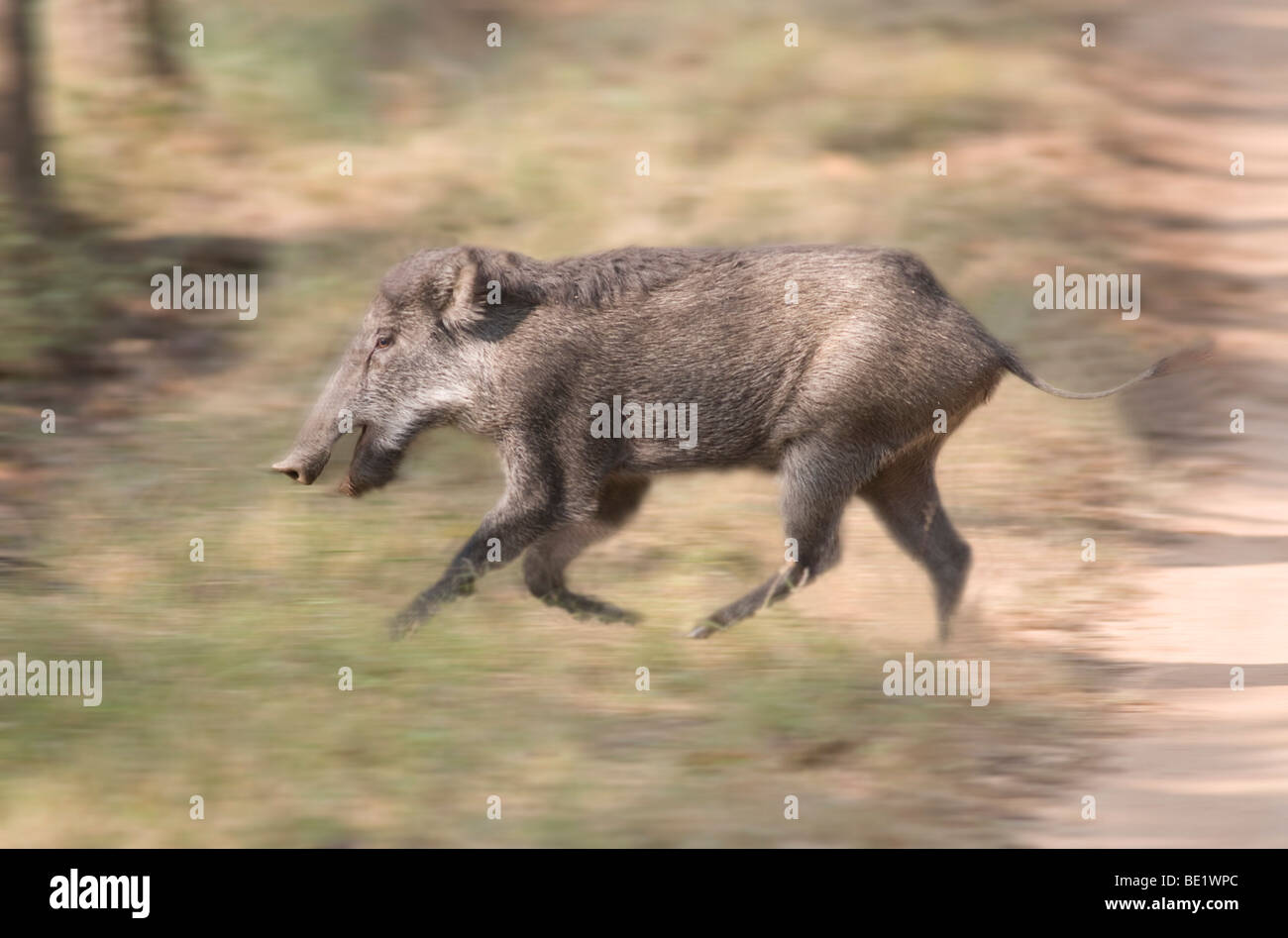Wildschwein Sus Scrofa Bandhavgarh National Park Schwein weibliche Überquerung Forststraße Stockfoto