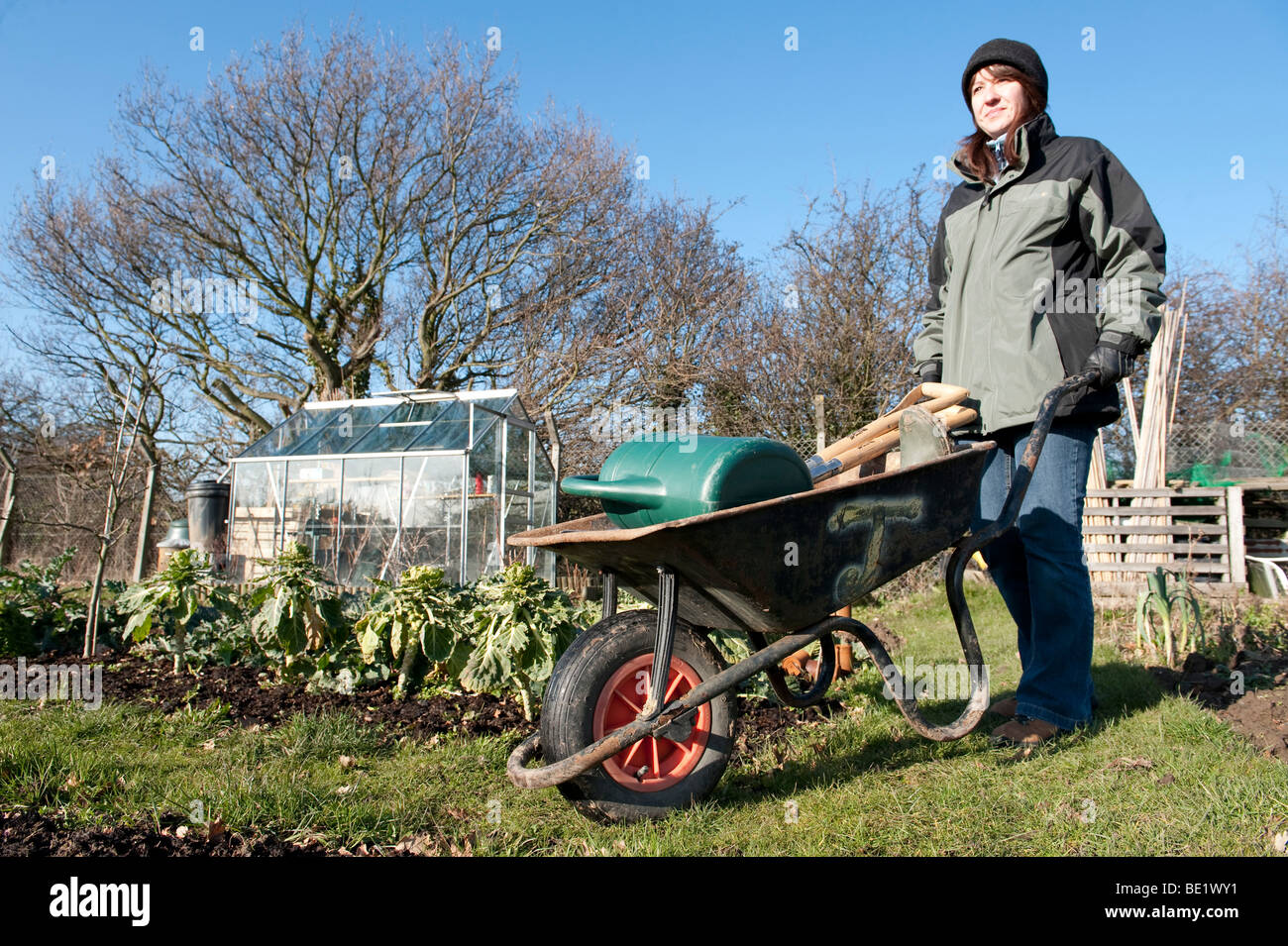 Junge Frau mit Schubkarre auf Zuteilung. Winter-Kent UK-grün Gartengeräte Bio selbst ausreichend Gemüse Gewächshaus Stockfoto