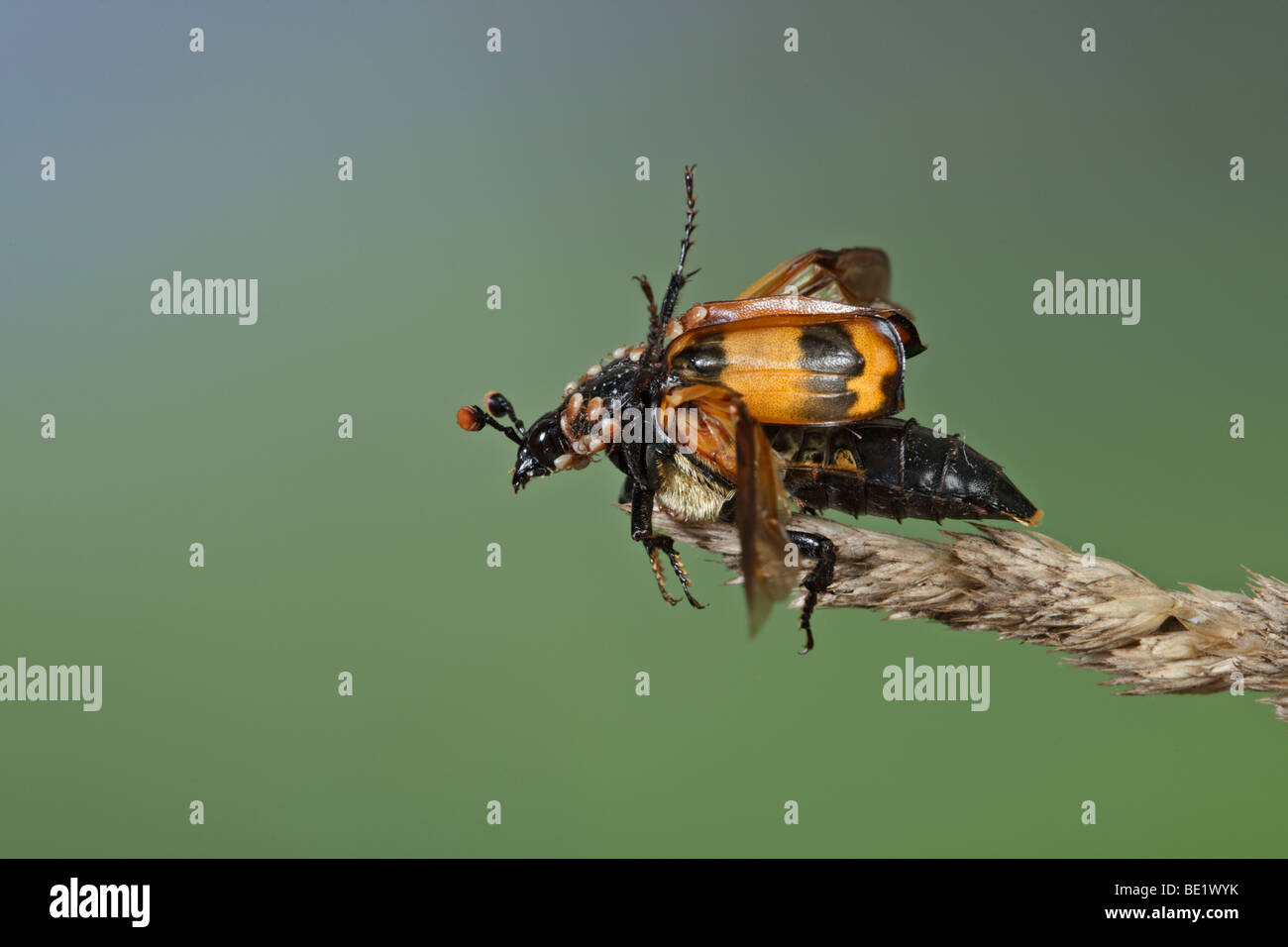 Burying Käfer Sexton Käfer (Gattung Nicrophorus) Stockfoto