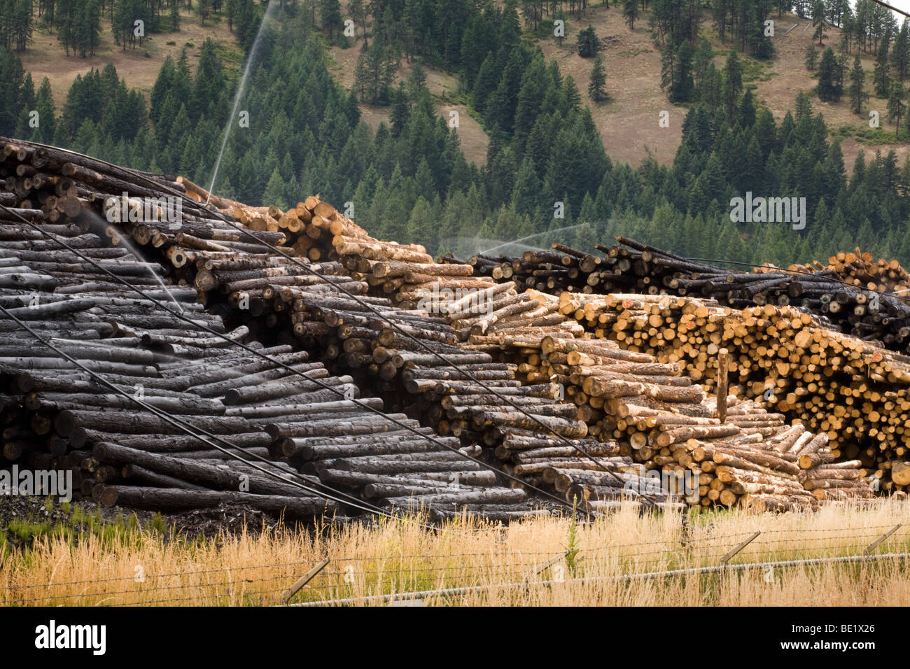 Haufen von Holz bei einer Boise Cascade Corporation-Anlage in Elgin Oregon Stockfoto