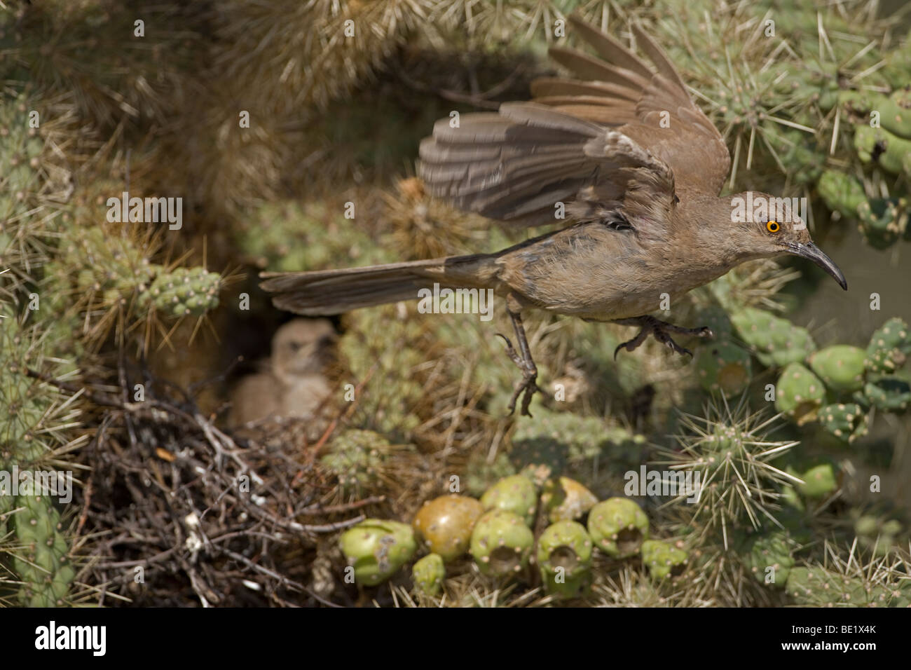 Kurve-billed Thrasher (Toxostoma Curvirostre) - Erwachsenen fliegen von jungen am Nest in Cholla Cactus - Arizona - USA Stockfoto