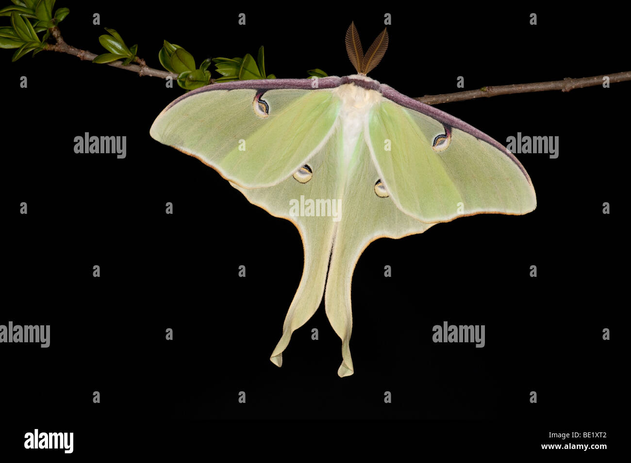 Amerikanische Mond Moth Actias Luna USA auf Strauch Zweig Stockfoto