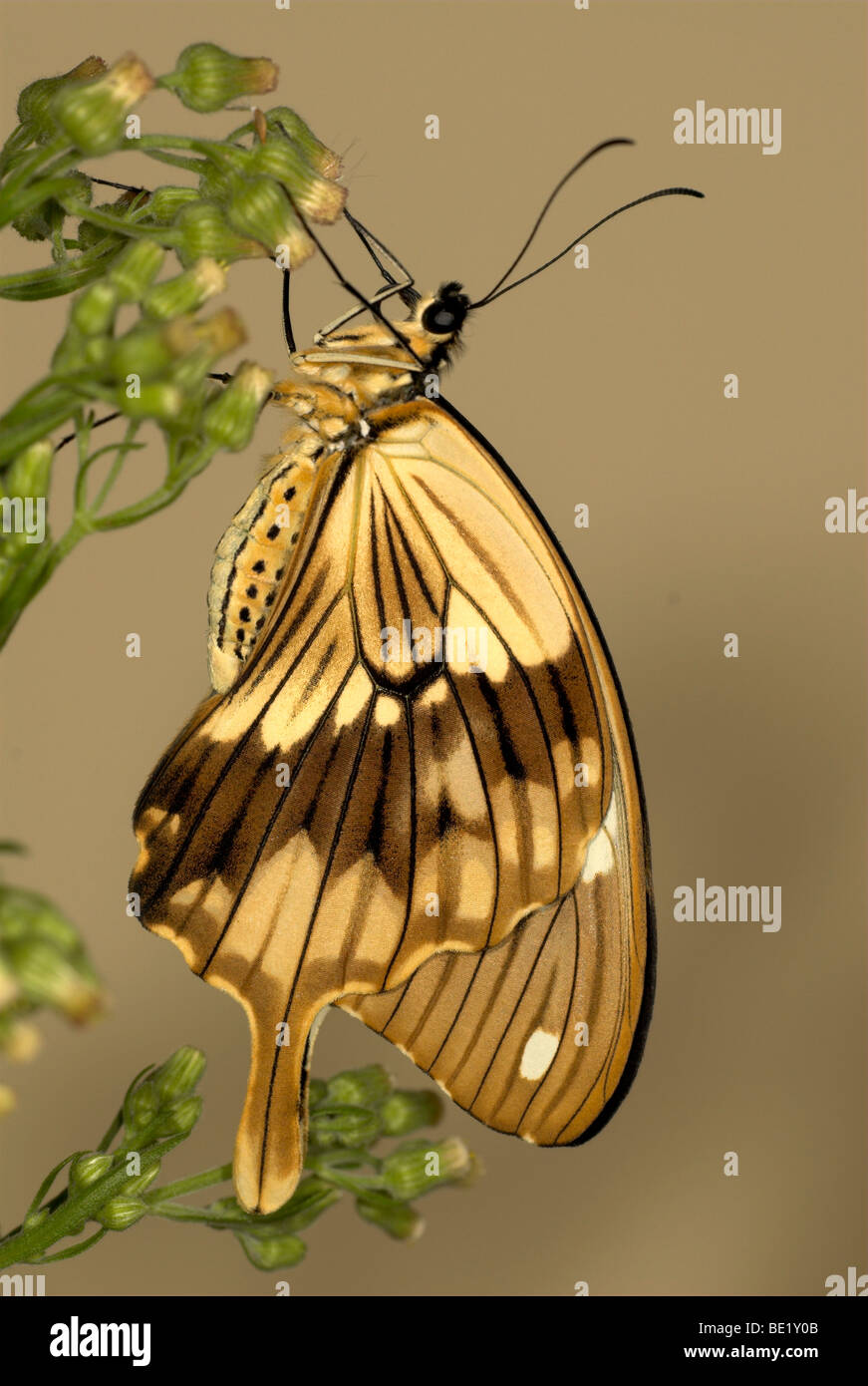 Mocker Schwalbenschwanz Schmetterling Papilio Dardanus Seitenansicht Flügel ruhen auf Blume Braun männlich Stockfoto