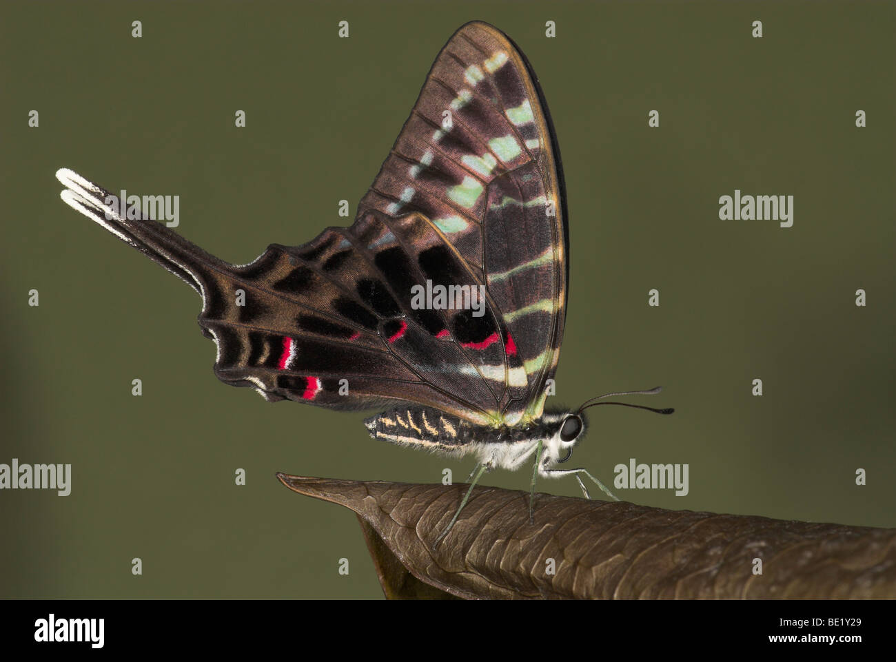 Graphium Colonna Schmetterling Seitenansicht der Flügel geschlossen Schwertträger Longtail auf Blatt Wald Stockfoto