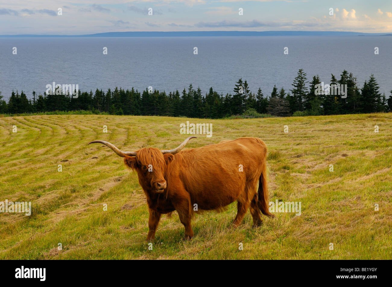Reinrassigen Highland Cattle Kuh im Bereich auf Iona mit Bras d ' or Lake Cape Breton Island Nova Scotia Kanada Stockfoto