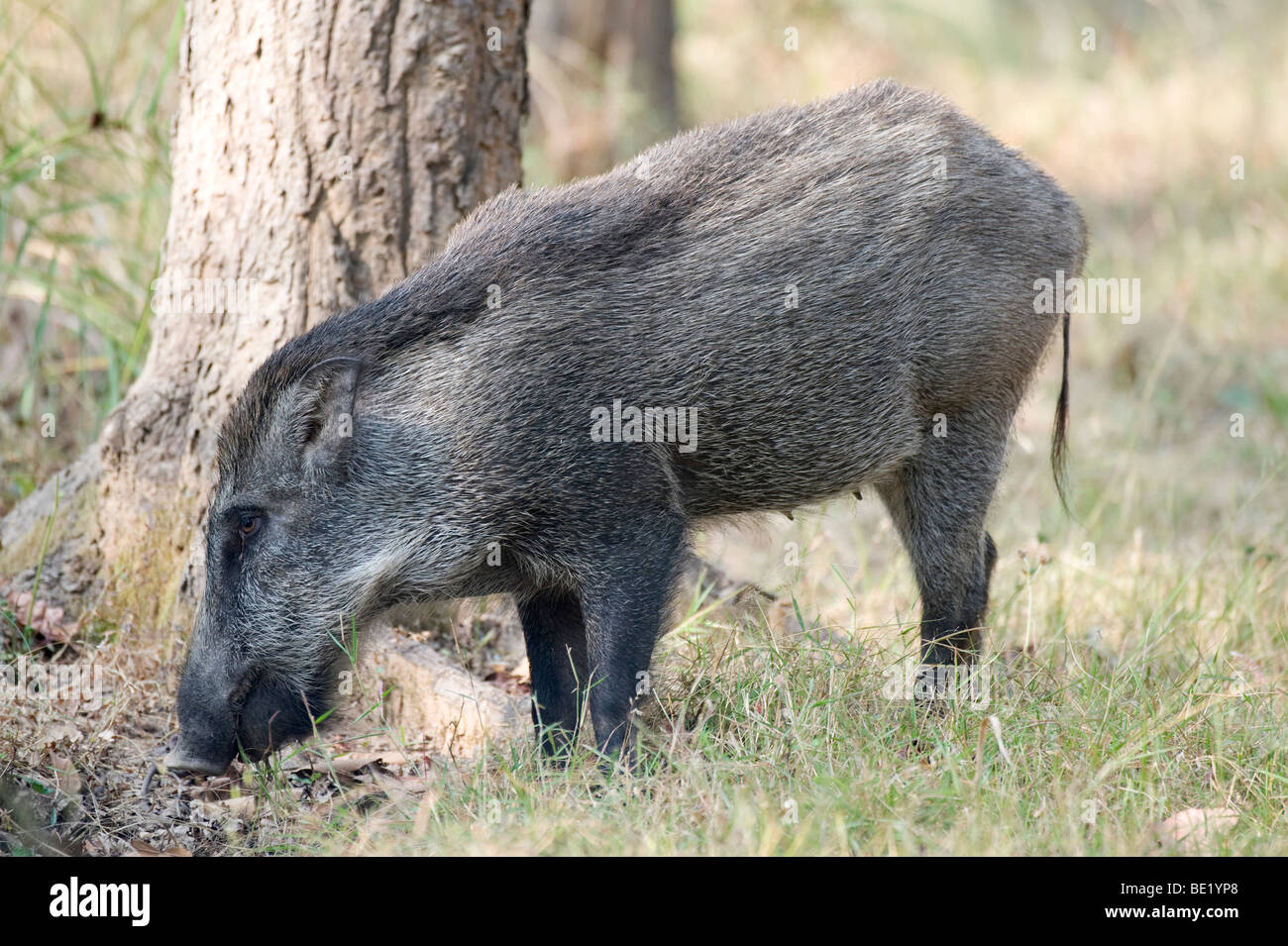 Wildschwein Sus Scrofa Bandhavgarh National Park Wald Schwein weiblich Stockfoto
