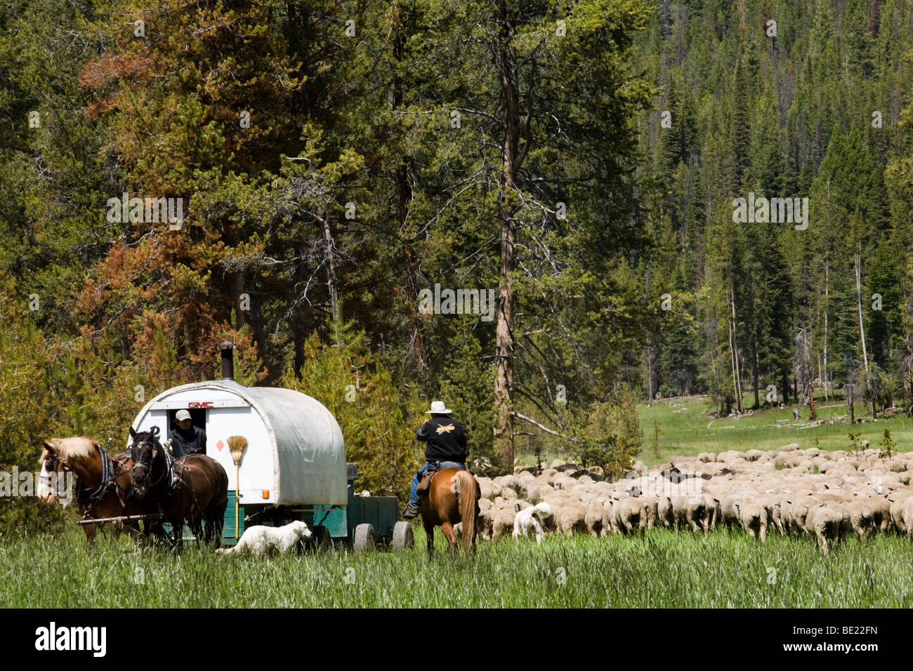 Hirten und ihre Schafe Wagen, in Idaho Stockfoto