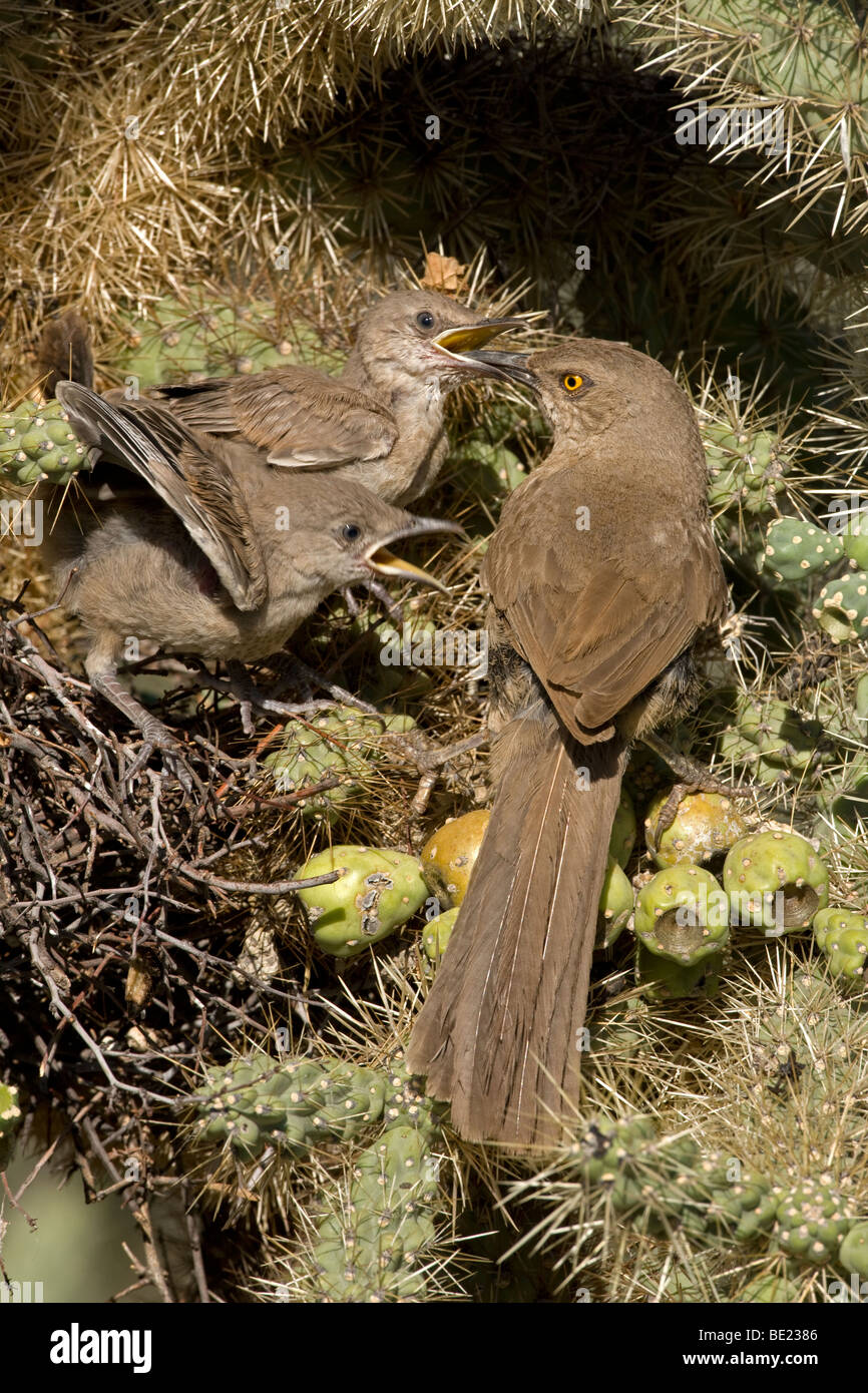 Kurve-billed Thrashers (Toxostoma Curvirostre) - Erwachsenen jungen am Nest in Cholla Cactus - Arizona füttert Stockfoto