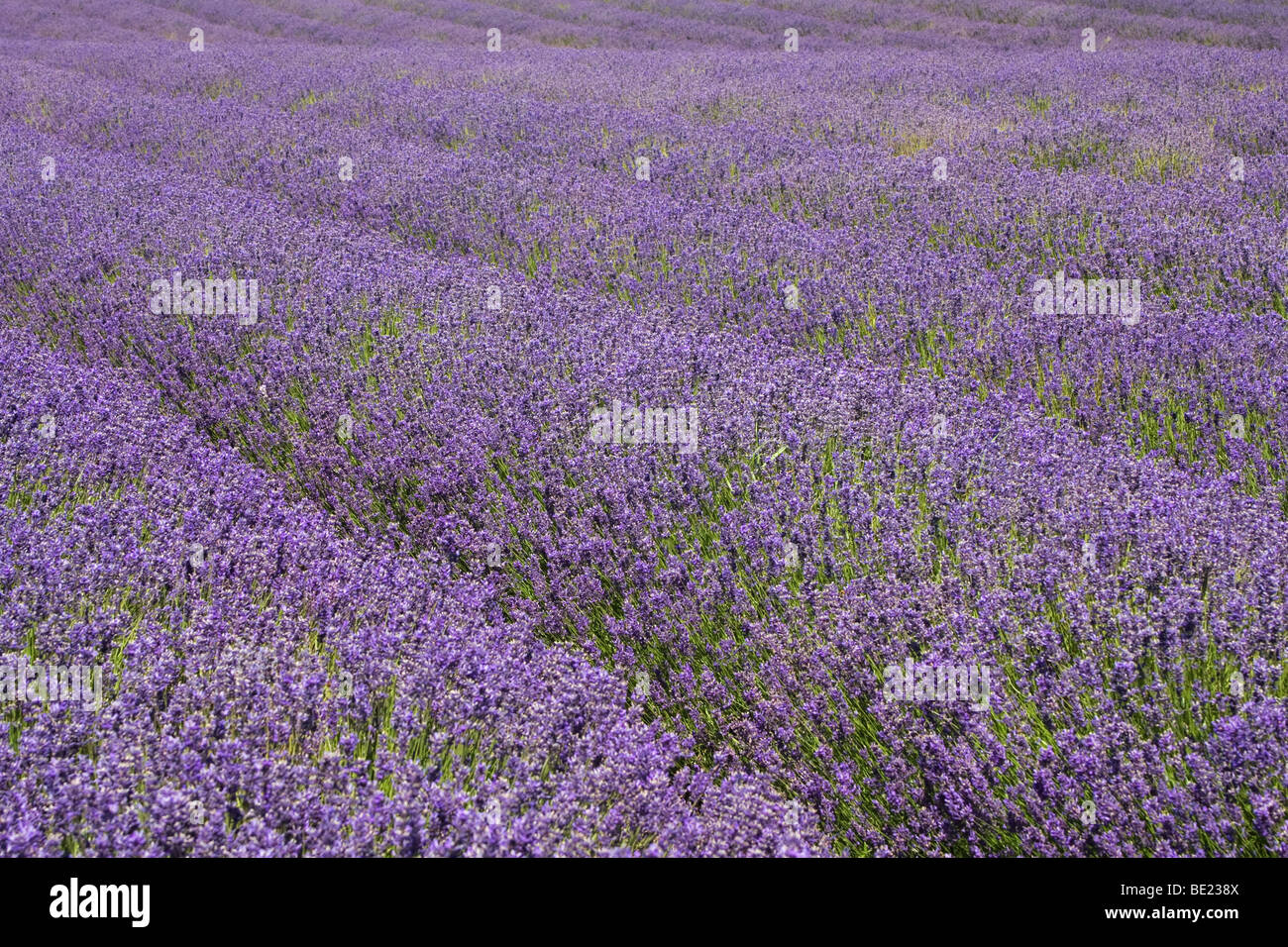 Lavendelfelder in Snowshill, Gloucestershire UK Stockfoto