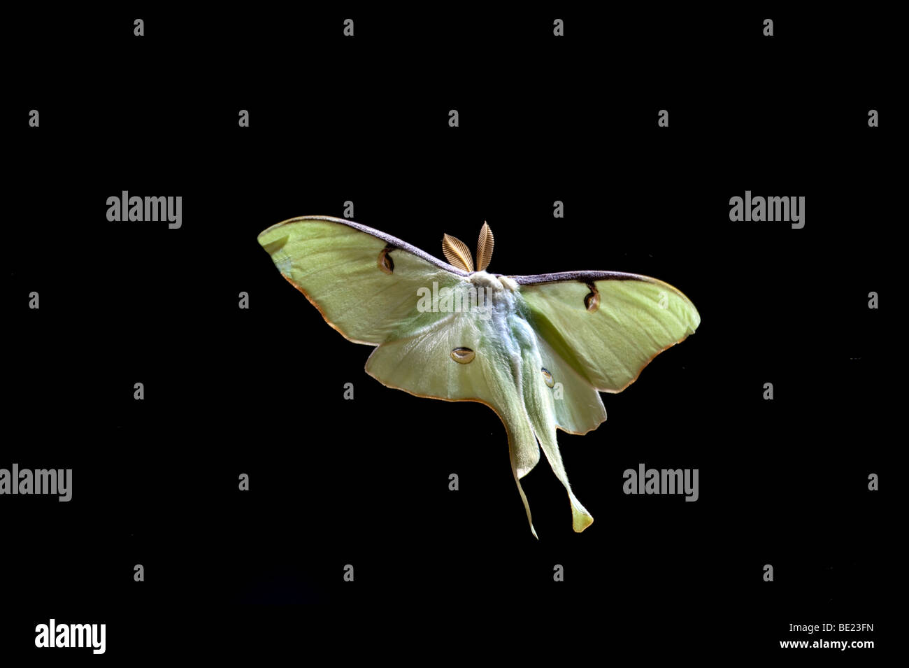 Amerikanische Mond Moth Actias Luna USA im Flug fliegen high-Speed-Fototechnik Stockfoto