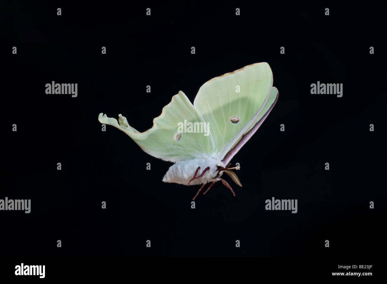 Amerikanische Mond Moth Actias Luna USA im Flug fliegen high-Speed-Fototechnik Stockfoto