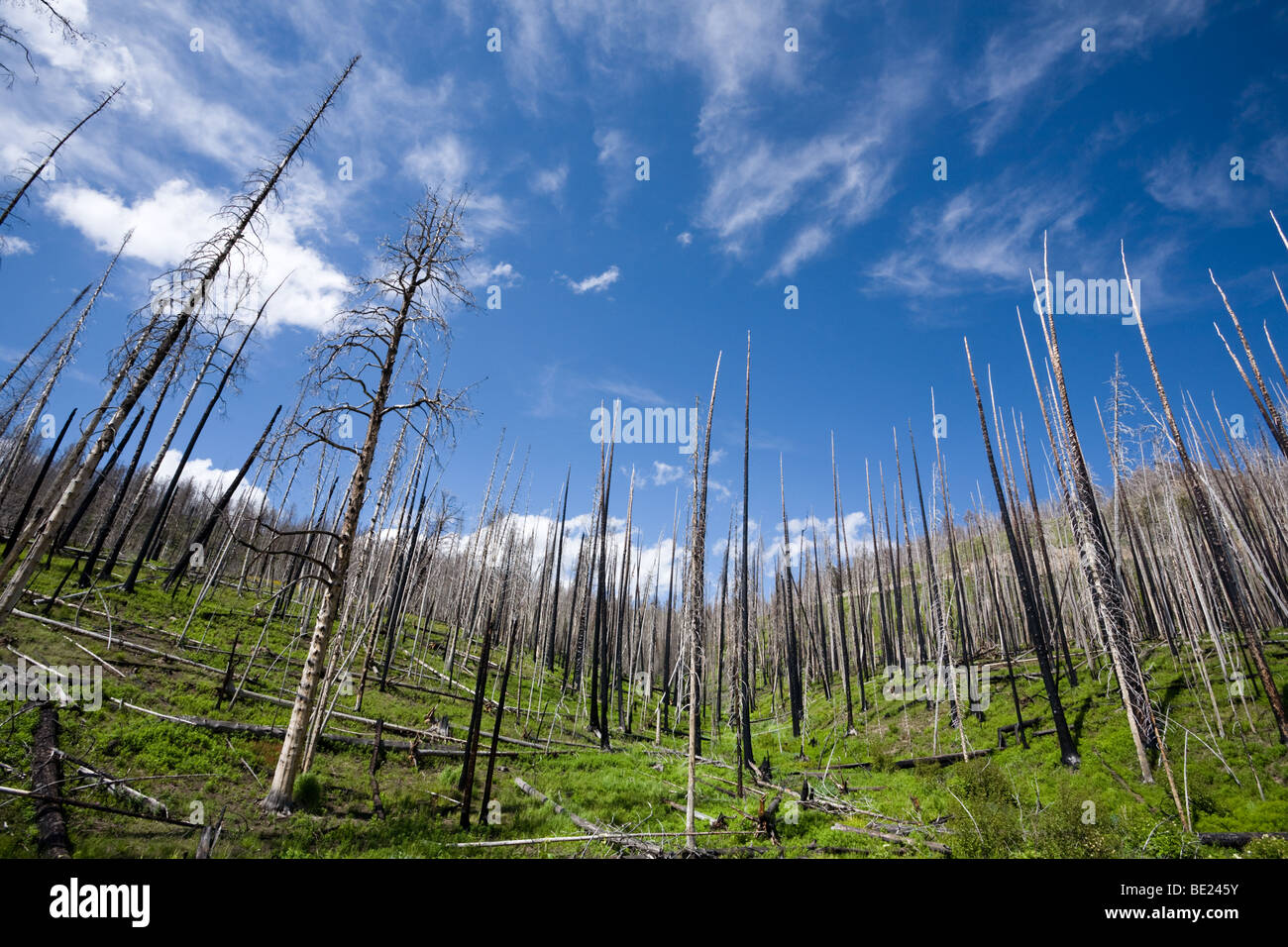 Wald, die Regeneration nach einem Brand, Yellowstone-Nationalpark, Wyoming Stockfoto