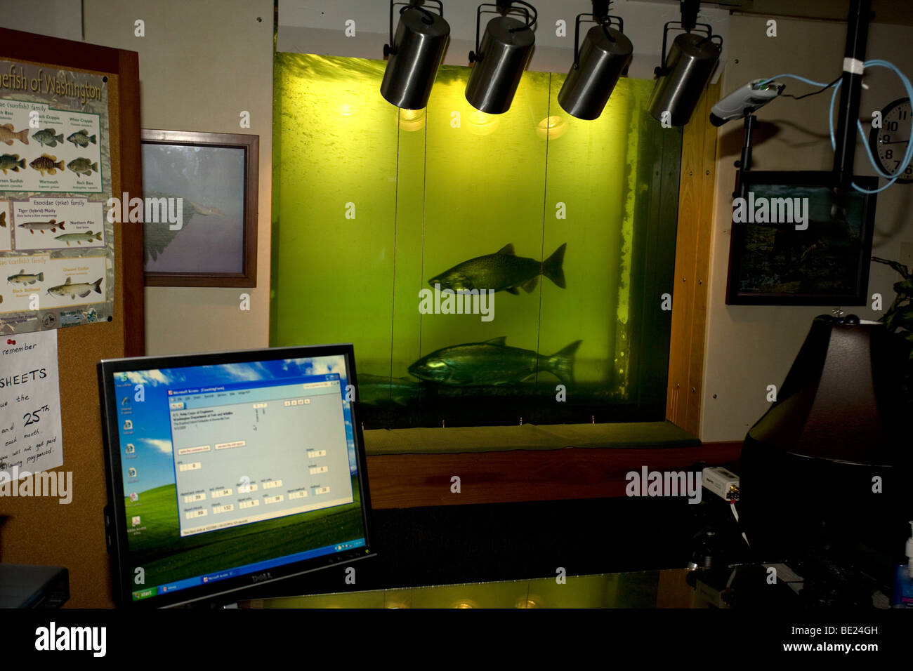 Fisch-Kamera und Graf - Bonneville Dam - Oregon - USA - Biologe Fische zählen Stockfoto